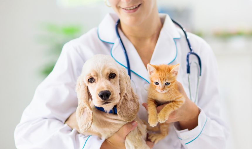 Consultório Veterinário - Verão e Férias com Animais de Estimação