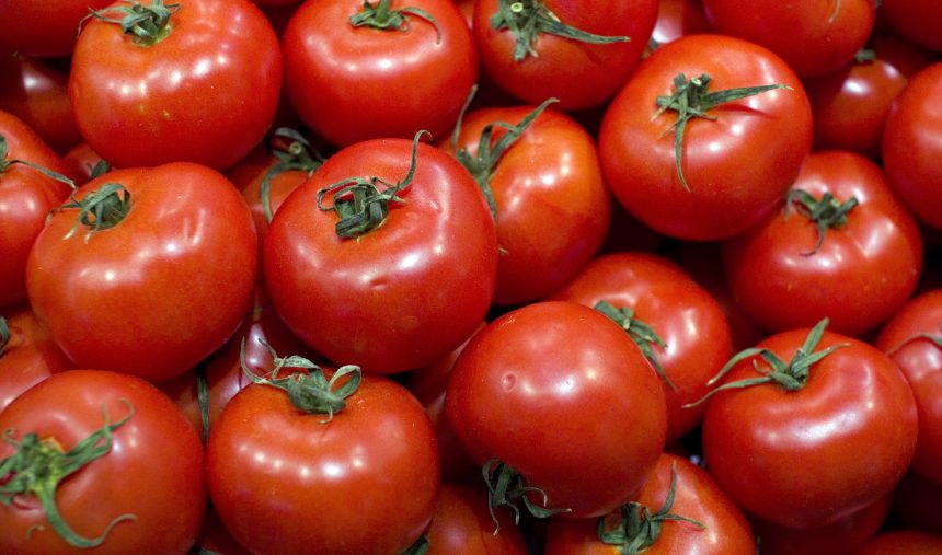 Conservar os tomates