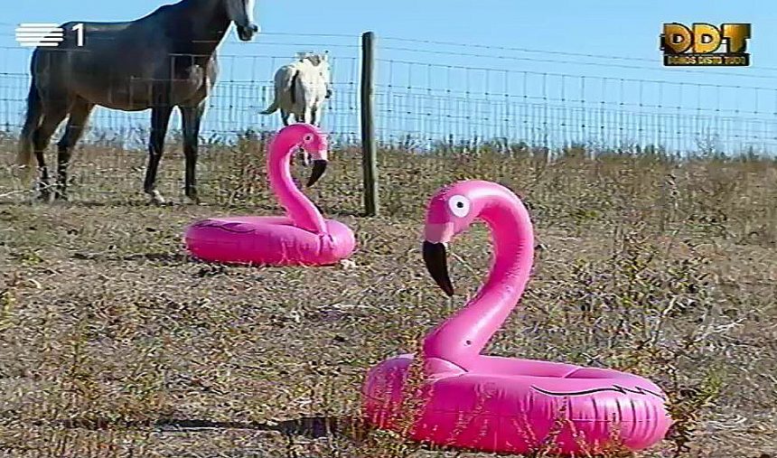 Abandono em massa do flamingo insuflável