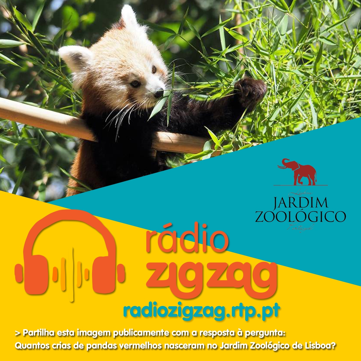 PASSATEMPOZOO Zig Zag RTP