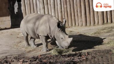 Rinoceronte branco | ZigZagZoo