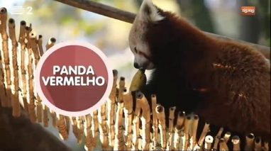 Animais: Panda Vermelho