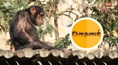 Animais: Chimpanzé