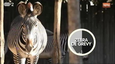 Animais: Zebra de Grevy