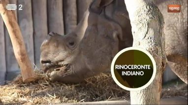 Animais: Rinoceronte indiano