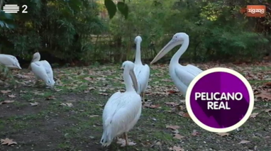 Animais: Pelicano Real