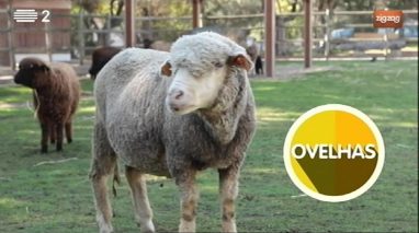 Animais: ovelhas
