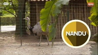 Animais: Nandu
