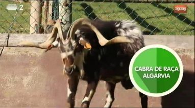 Animais: Cabra de Raça Algarvia