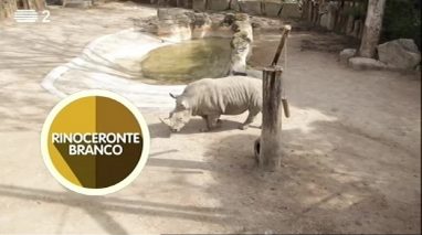 Animais: rinoceronte branco
