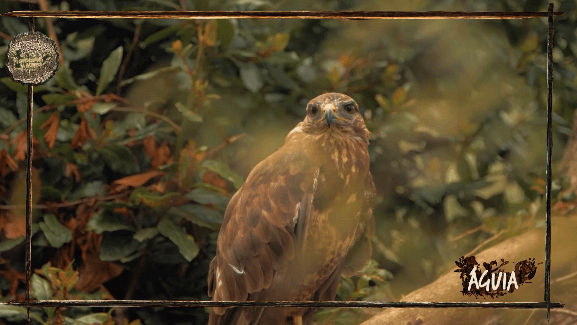 Águia cresce, leão cai. O que mudou desta primeira volta para a anterior?