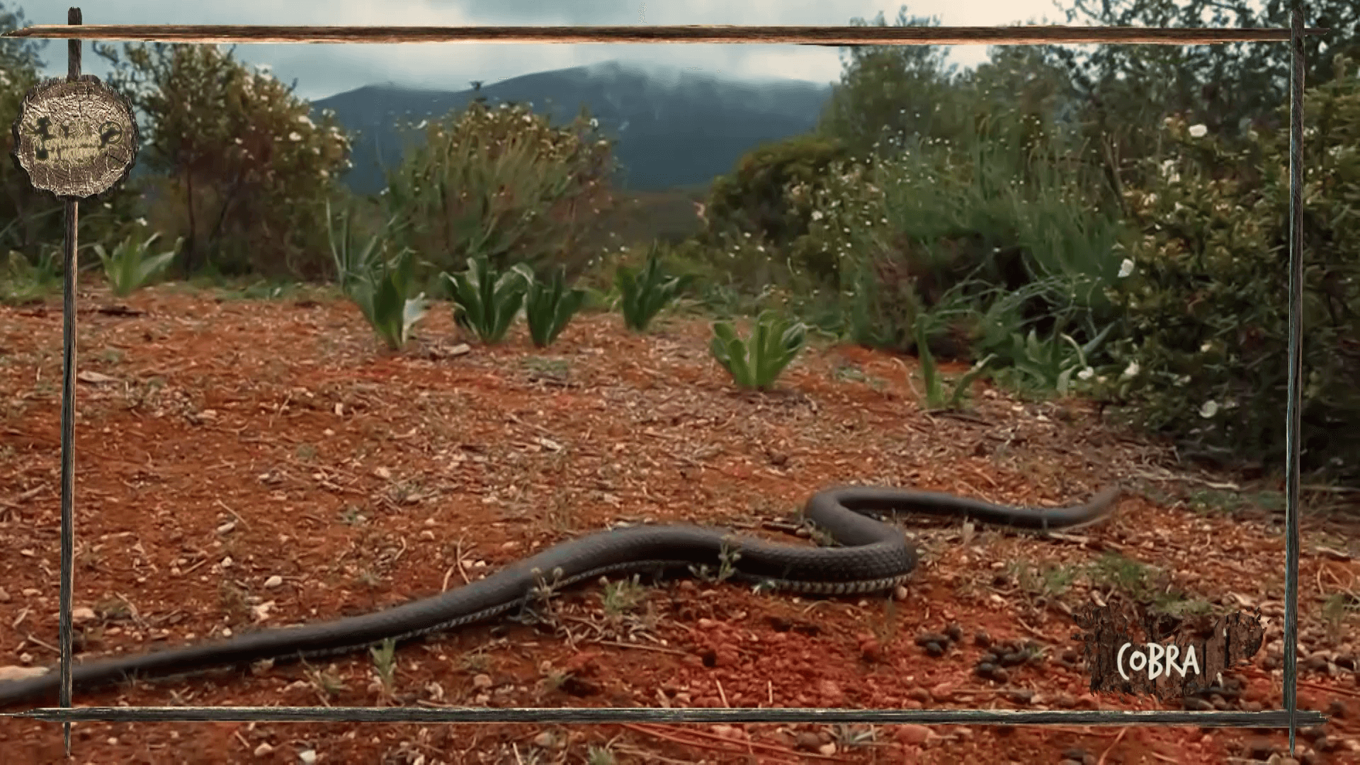 Sintra Serpente